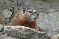 Marmot 1